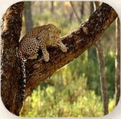 Kalesar Wildlife Sanctuary